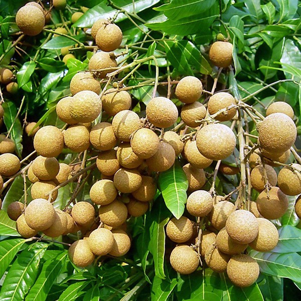 產品應用效果